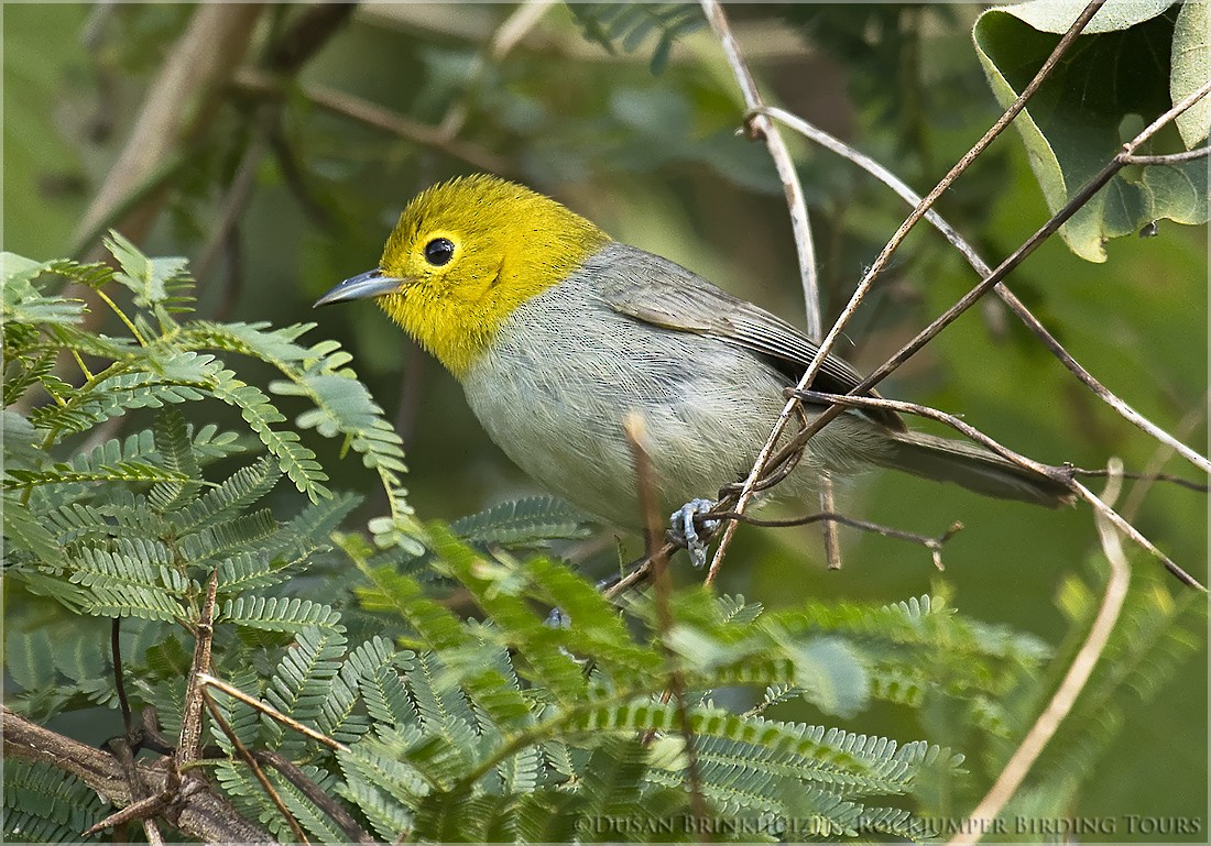 Yellow-headed Warbler - ML204886911