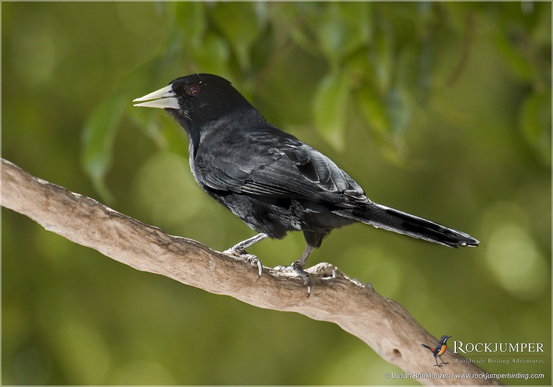 Solitary Black Cacique - ML204886921