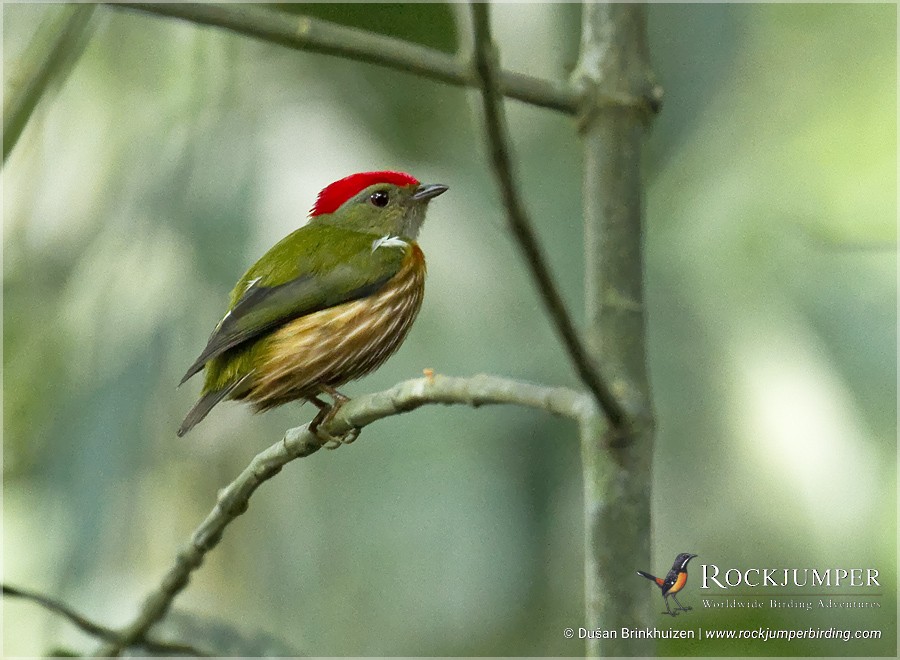 Striolated Manakin (Striolated) - ML204887181