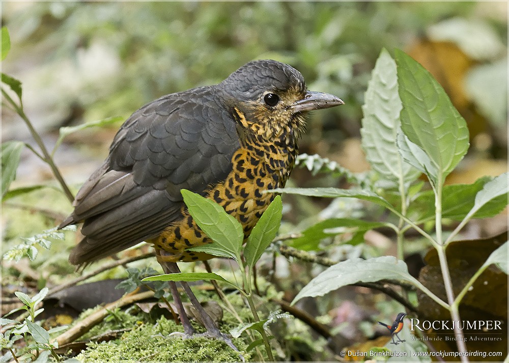 Undulated Antpitta - ML204887191