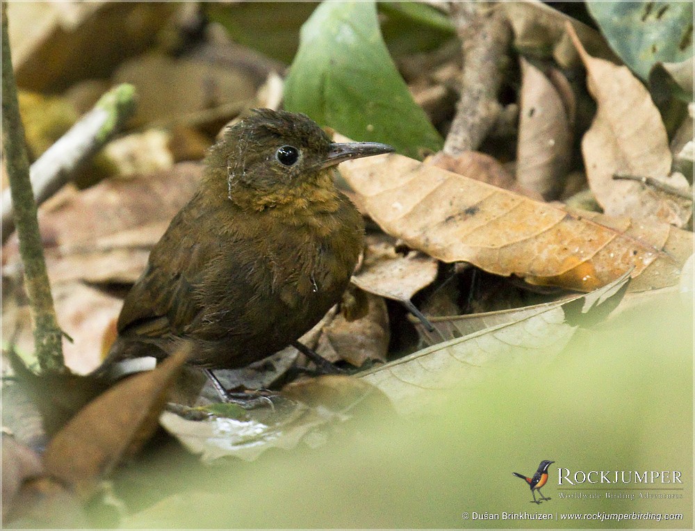 Short-billed Leaftosser - Dušan Brinkhuizen