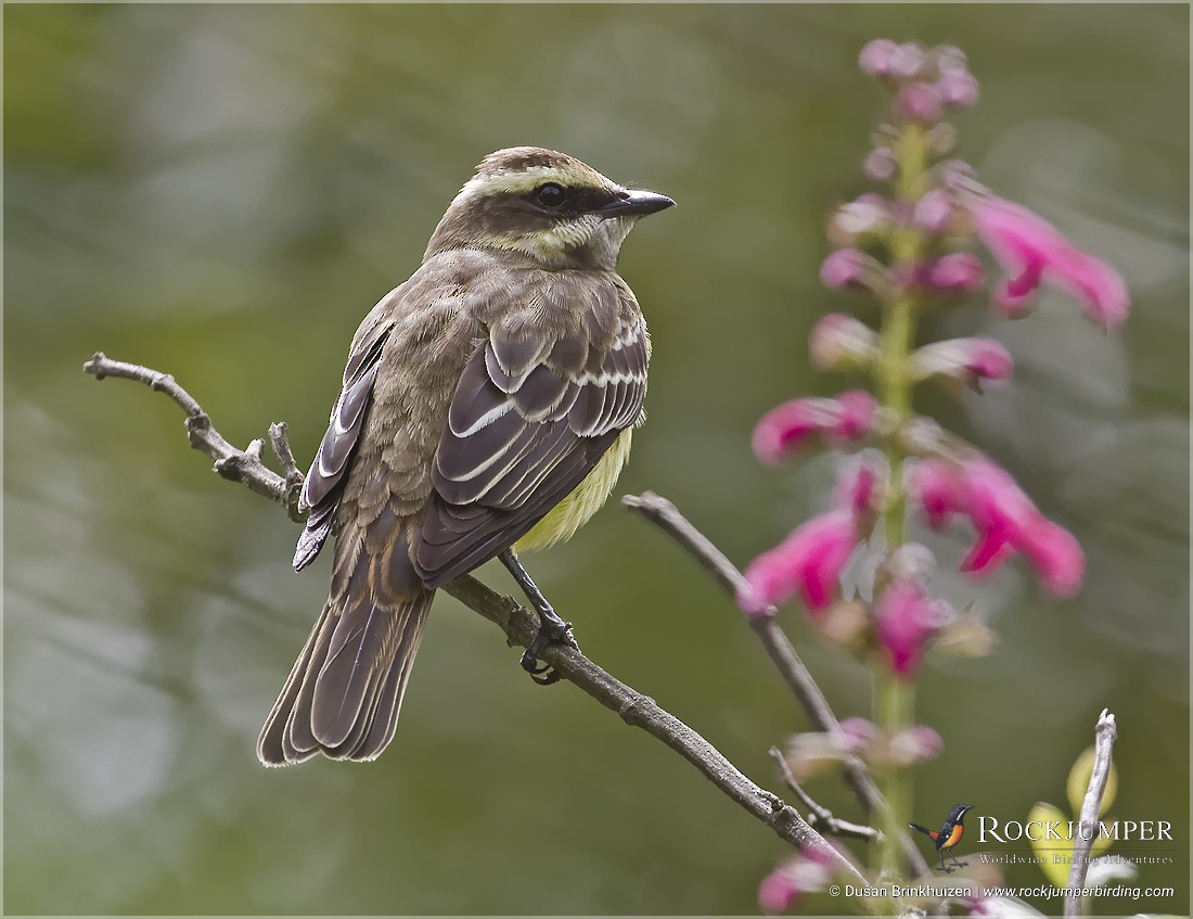 Piratic Flycatcher - ML204887321