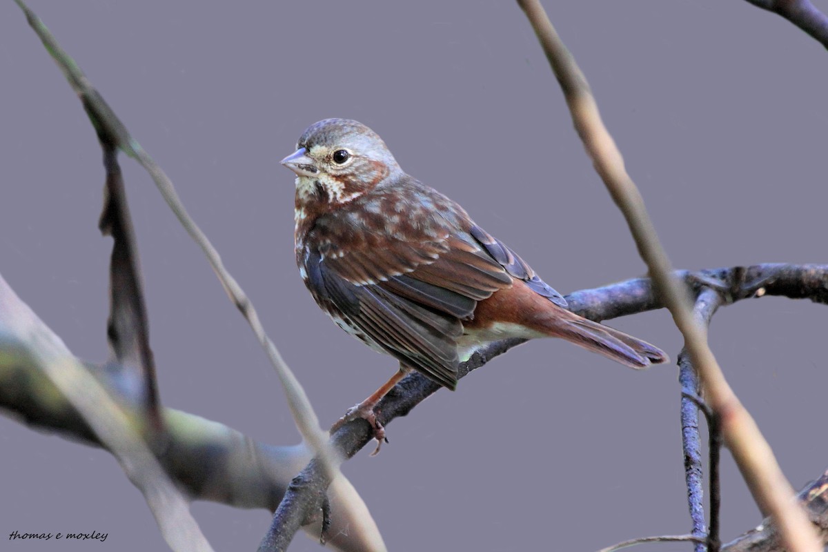 Fox Sparrow (Red) - Tom Moxley