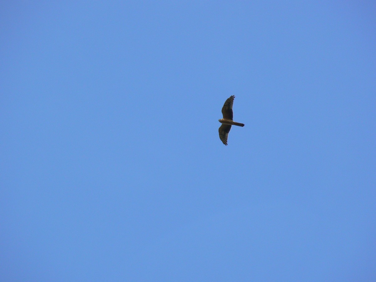 Pallid Harrier - Rohit Chakravarty