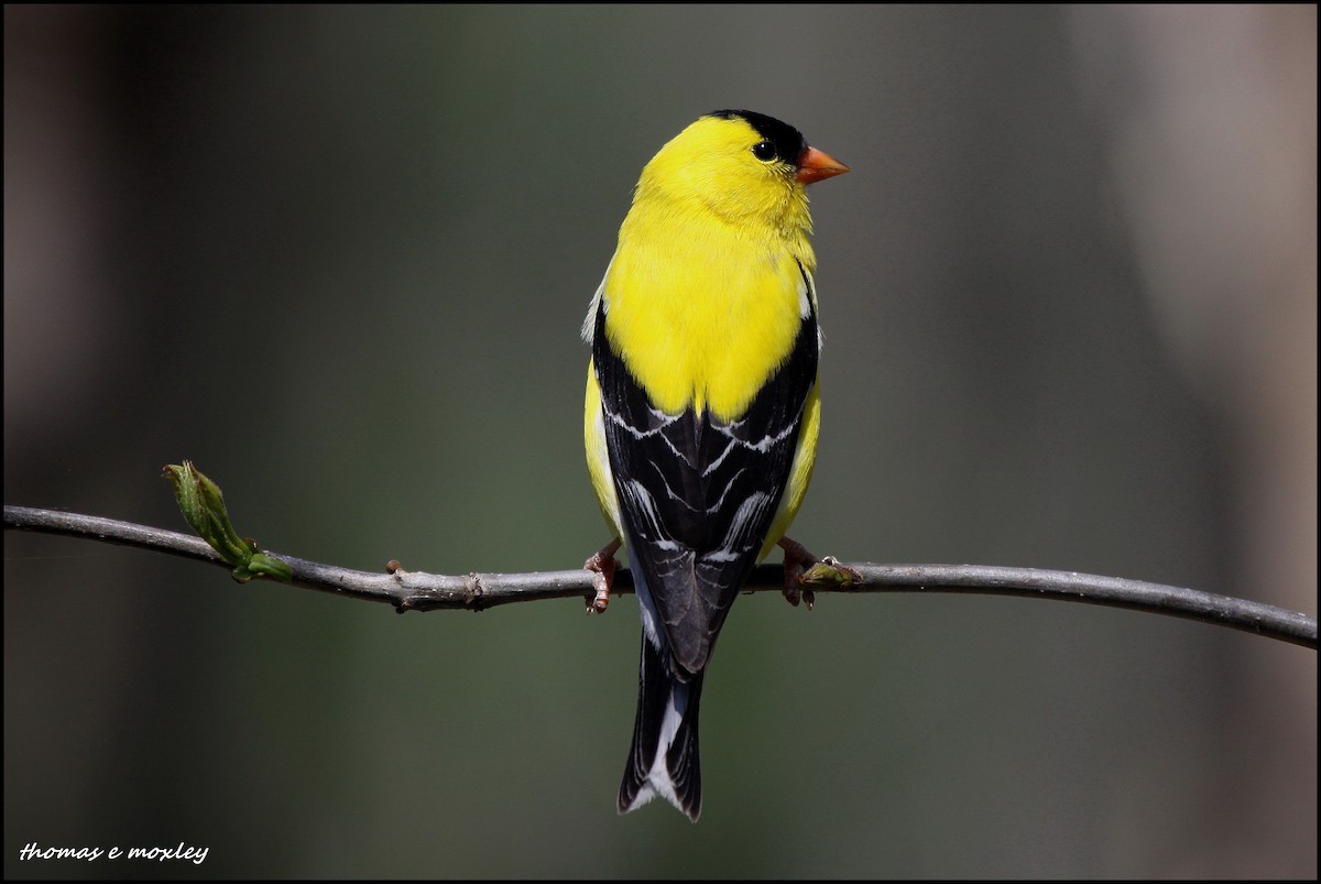 American Goldfinch - ML204887841