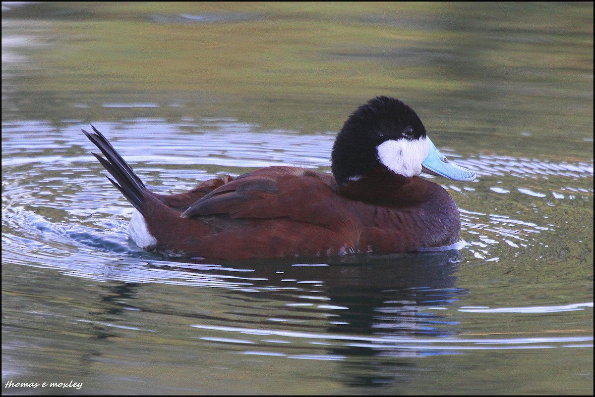 Ruddy Duck - ML204887941