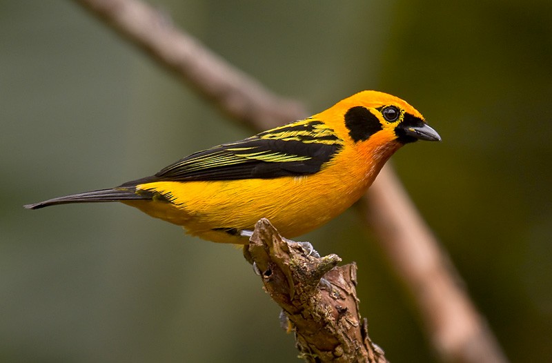 Golden Tanager (pulchra Group) - Dušan Brinkhuizen