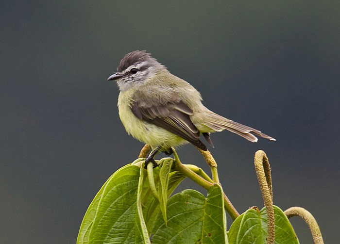 Sooty-headed Tyrannulet - ML204888121