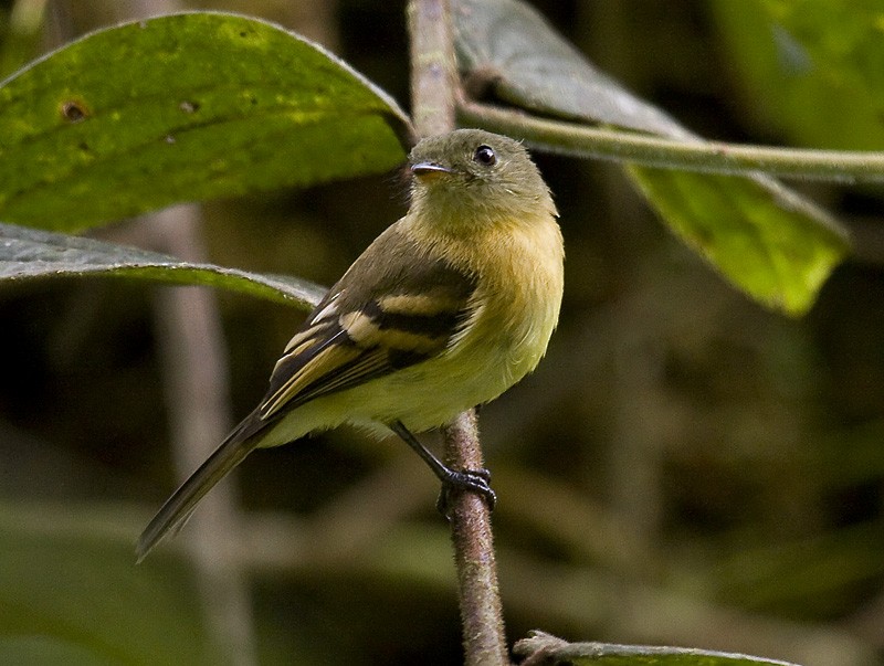 Handsome Flycatcher - Dušan Brinkhuizen