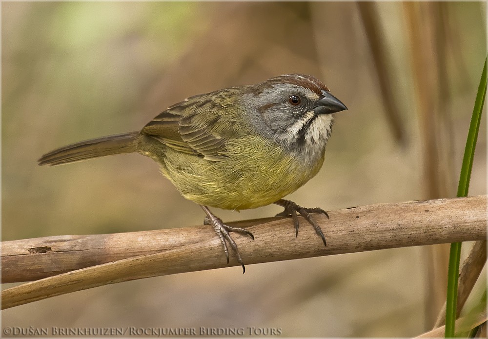 Zapata Sparrow - Dušan Brinkhuizen