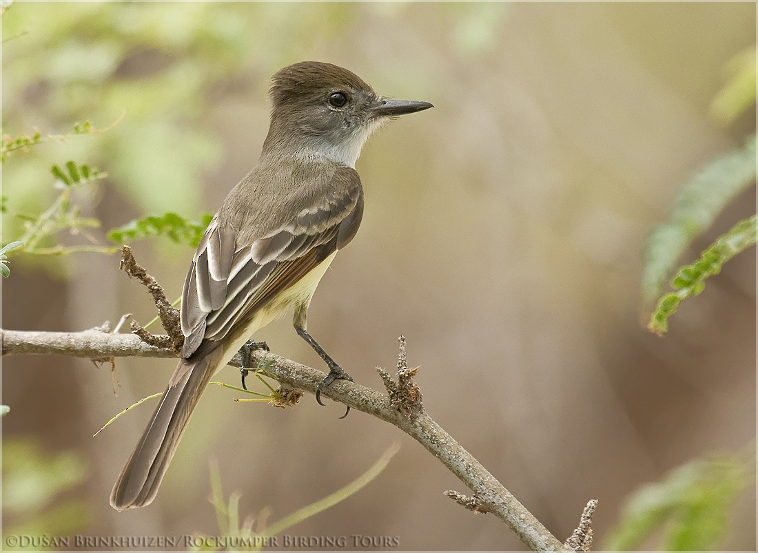 Stolid Flycatcher - ML204888571