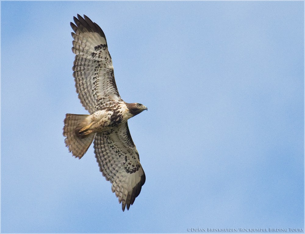 Red-tailed Hawk (jamaicensis) - Dušan Brinkhuizen