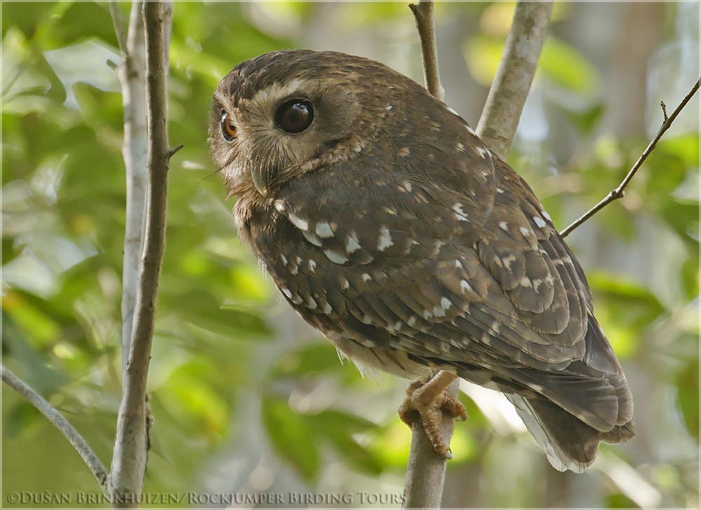 Bare-legged Owl - ML204888601