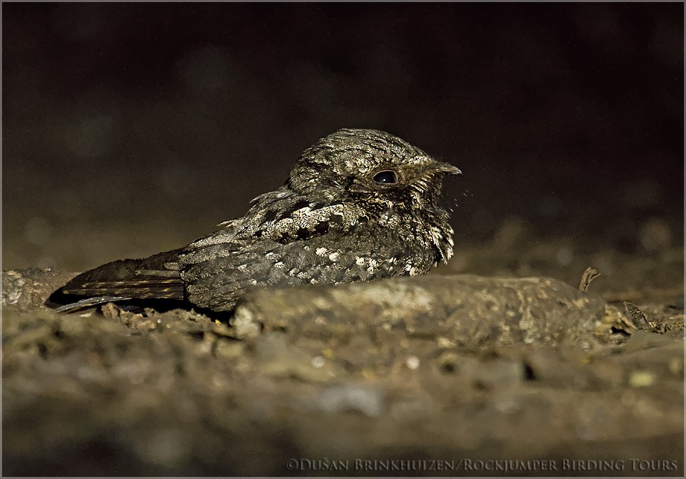 Cuban Nightjar - ML204888841