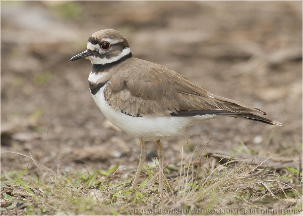 Killdeer - Dušan Brinkhuizen