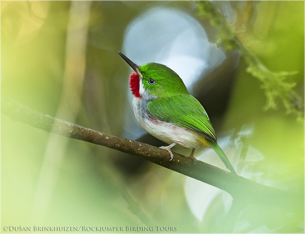 Narrow-billed Tody - ML204888921