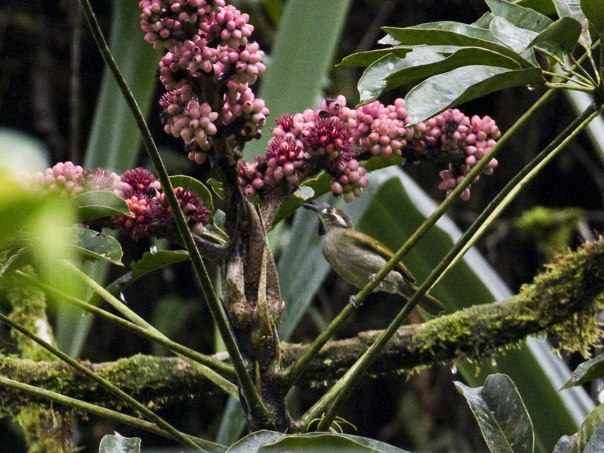 Obscure Honeyeater - ML204889011