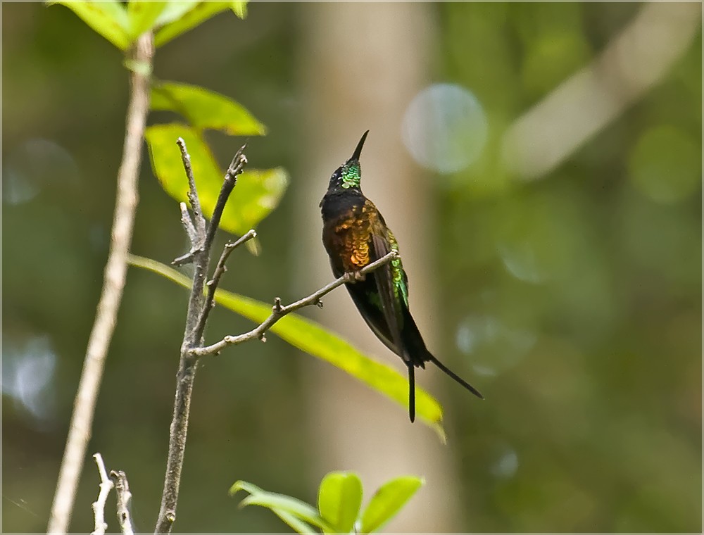 kolibřík zelenokostřečný - ML204889051