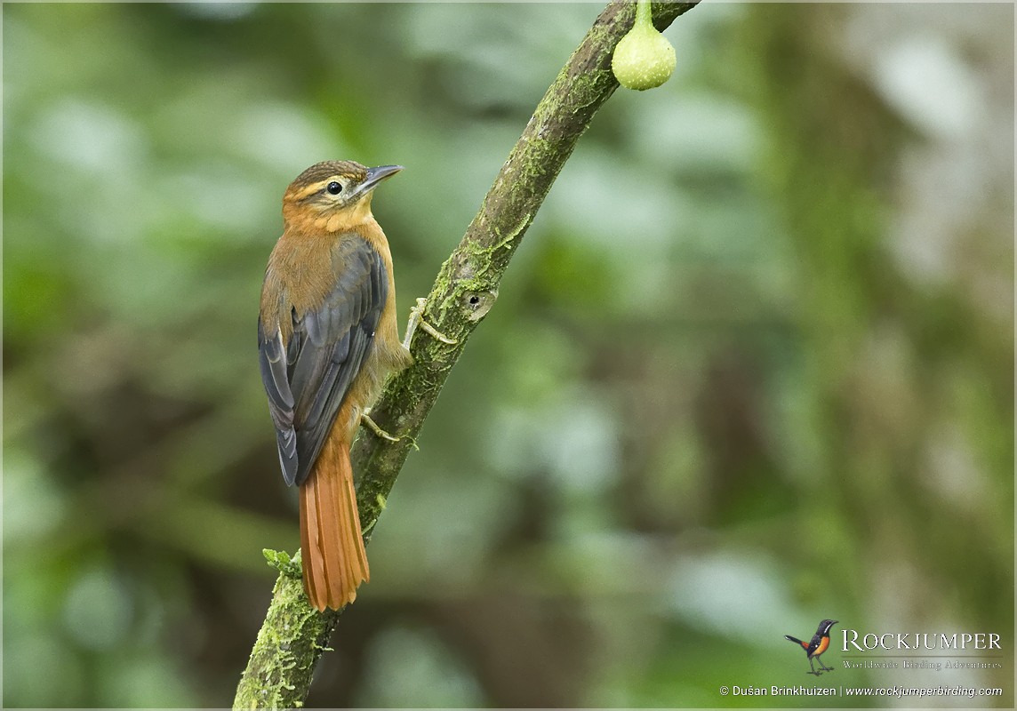 Slaty-winged Foliage-gleaner (Rufous-backed) - Dušan Brinkhuizen