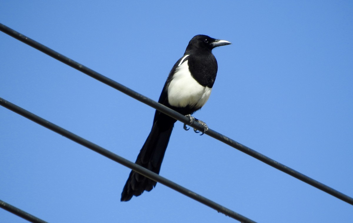 Asir Magpie - ML204889111