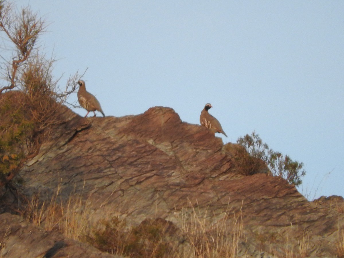 Perdiz Gorjinegra - ML204889201