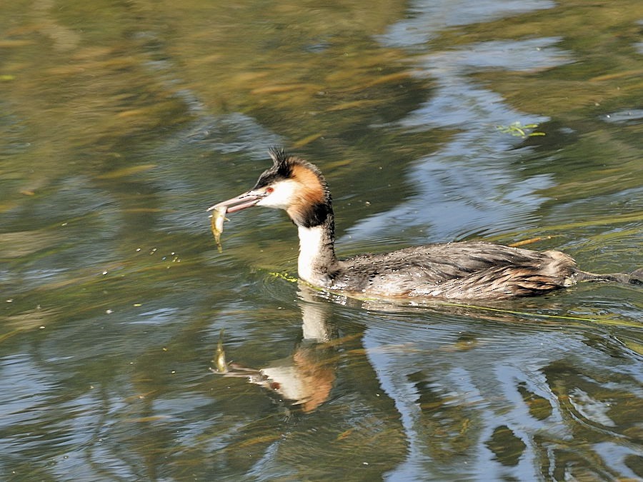 Great Crested Grebe - ML204889671