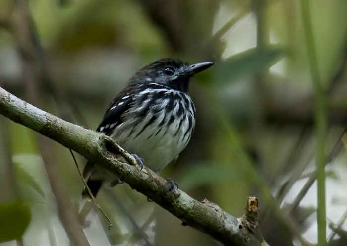 Dot-backed Antbird - ML204890011