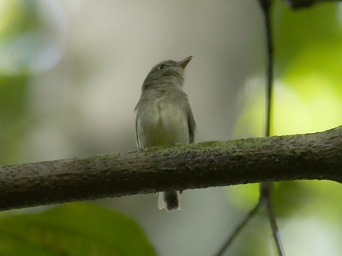 Dwarf Tyrant-Manakin - ML204890021