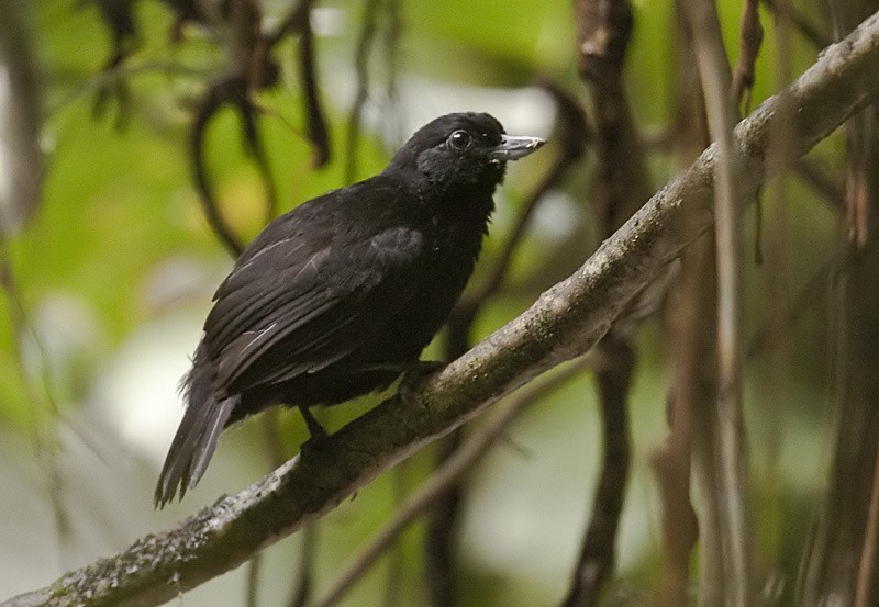 Black Bushbird - ML204890031