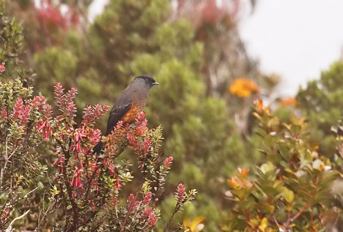 Chestnut-bellied Cotinga - Dušan Brinkhuizen