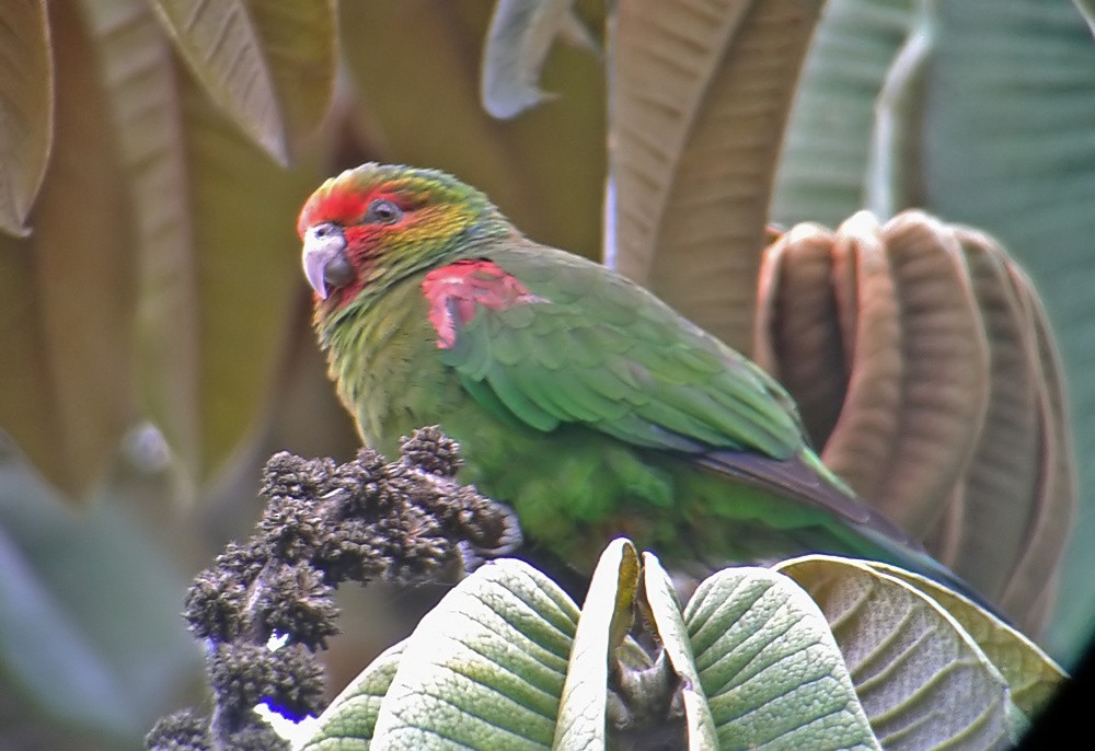 Red-faced Parrot - Dušan Brinkhuizen