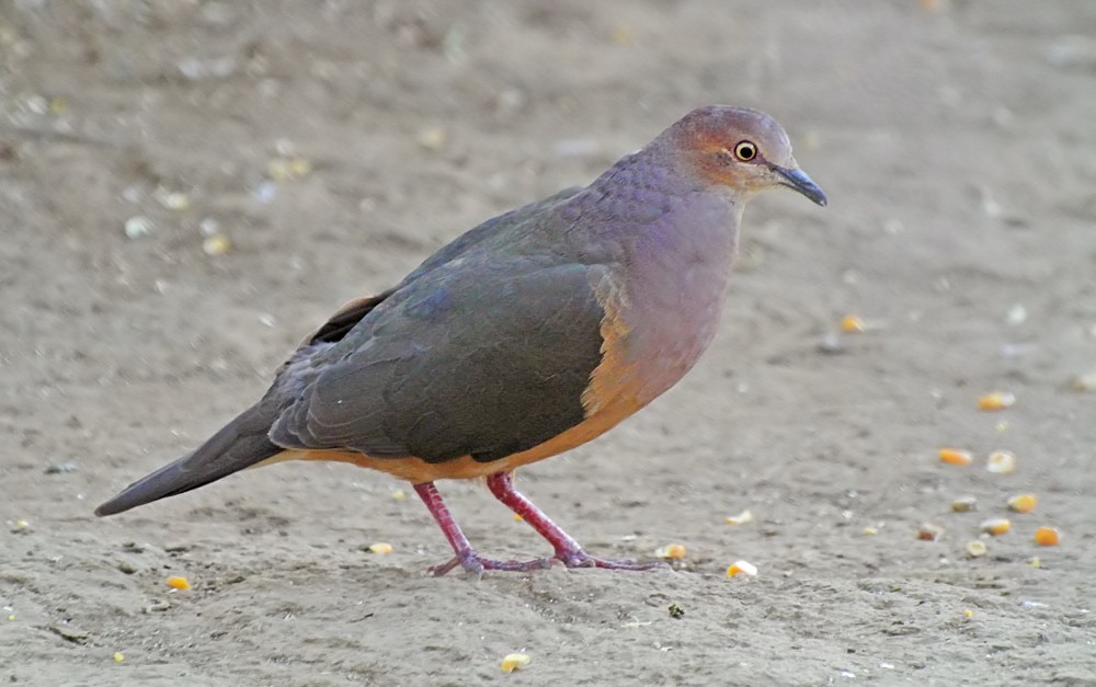 Ochre-bellied Dove - ML204890181