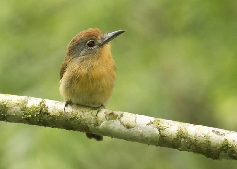 Gray-cheeked Nunlet - Dušan Brinkhuizen