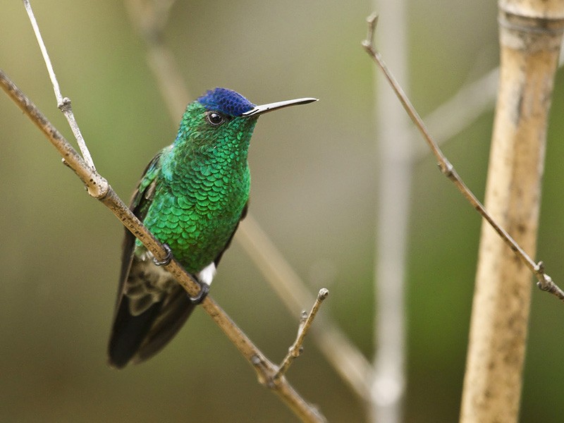 Indigo-capped Hummingbird - ML204890261