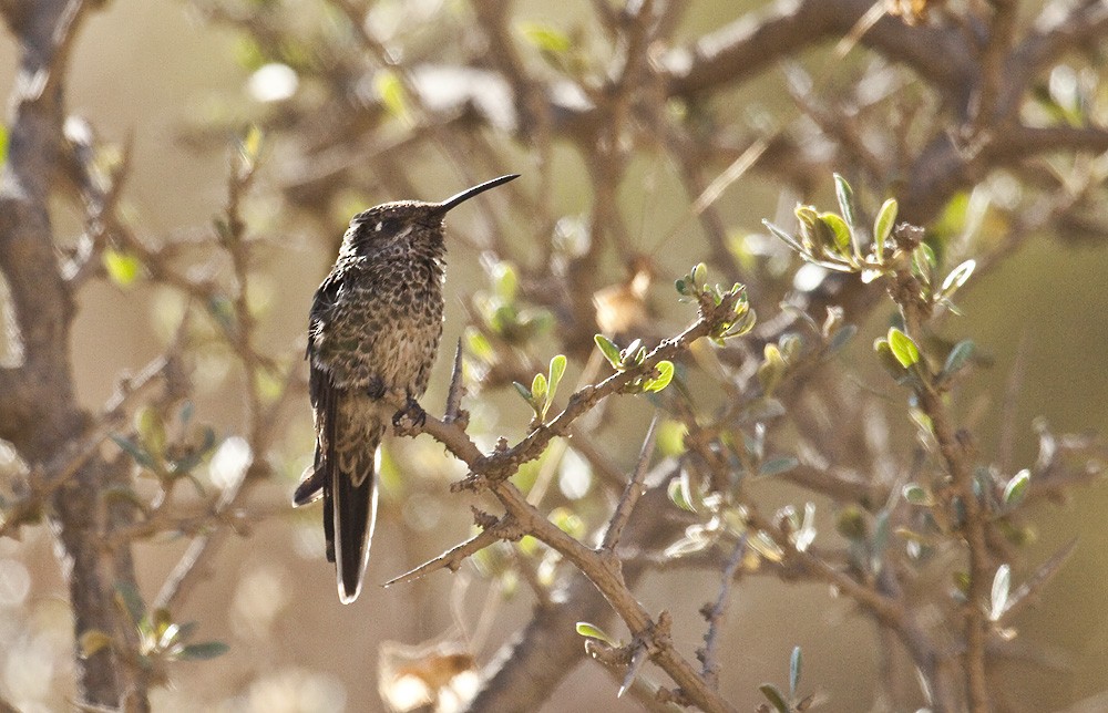 Colibrí Colibronce - ML204890291