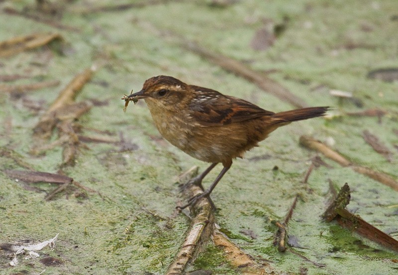 Wren-like Rushbird - Dušan Brinkhuizen