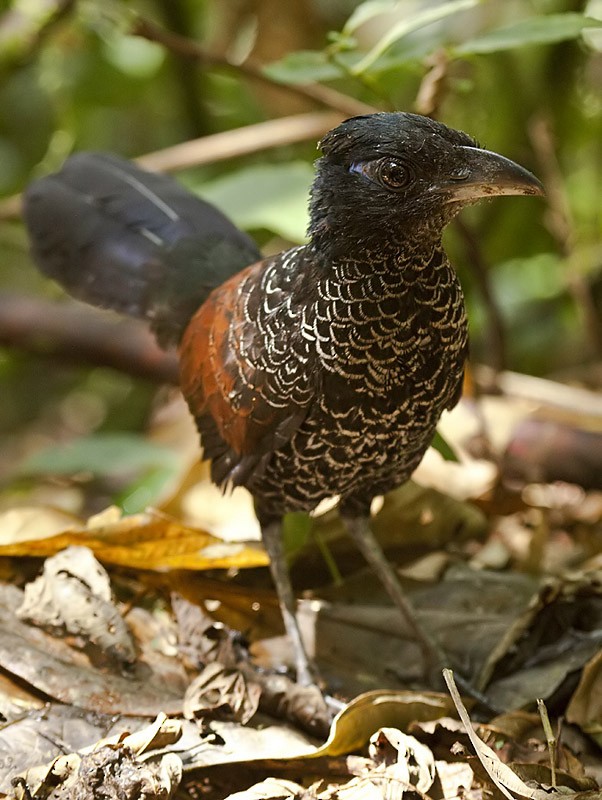 Banded Ground-Cuckoo - Dušan Brinkhuizen