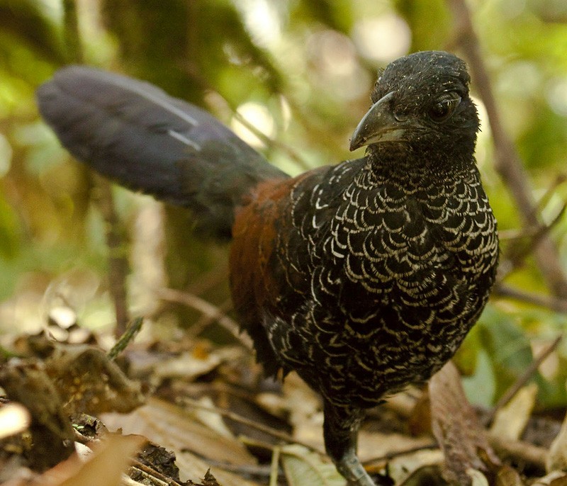 Banded Ground-Cuckoo - Dušan Brinkhuizen