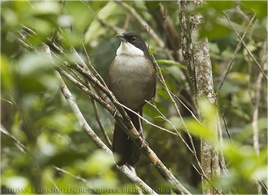 Western Chat-Tanager - ML204890461