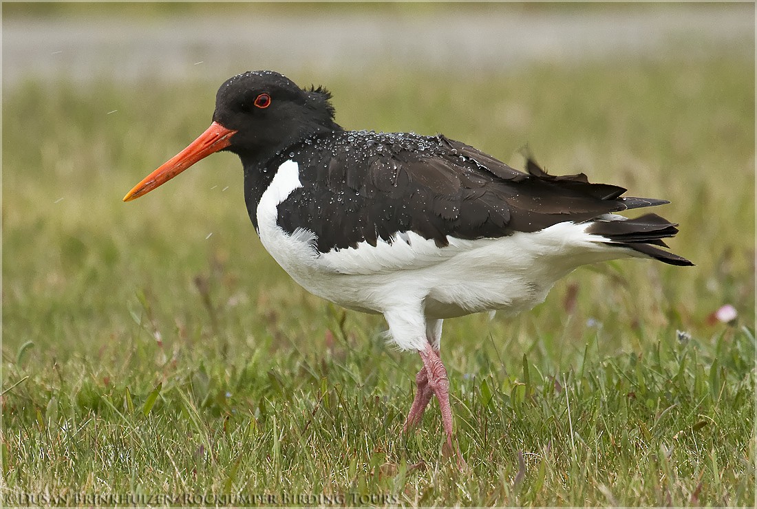 Eurasian Oystercatcher (Western) - ML204890541