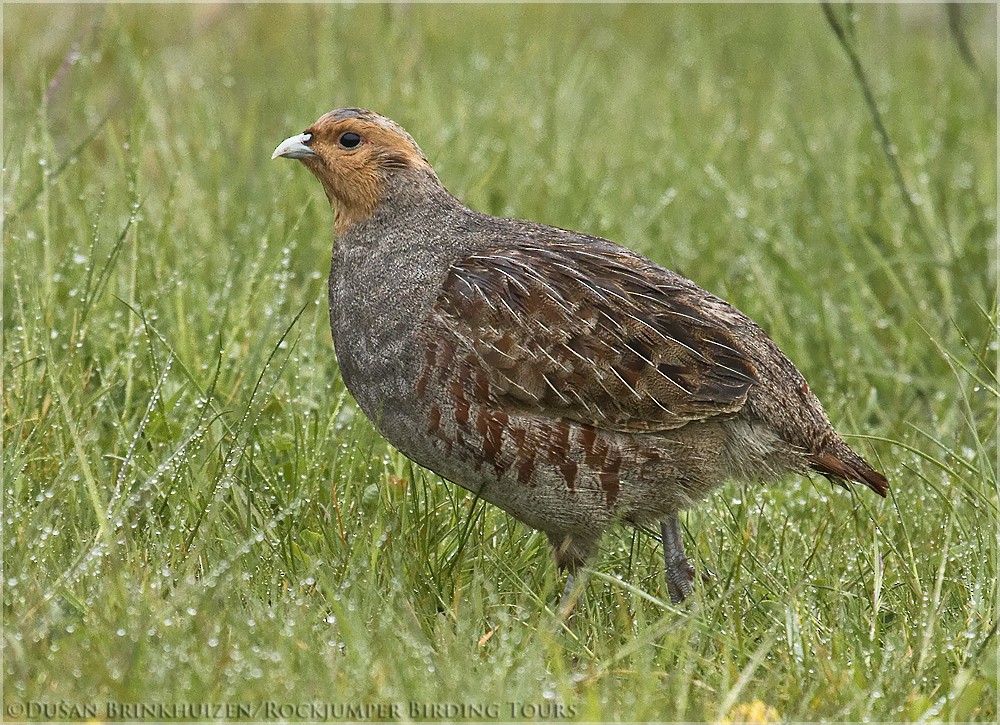 Gray Partridge - ML204890551