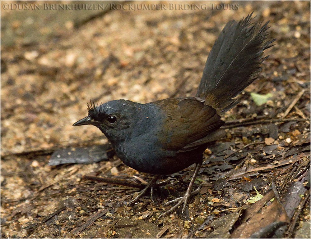 Slaty Bristlefront - ML204890591