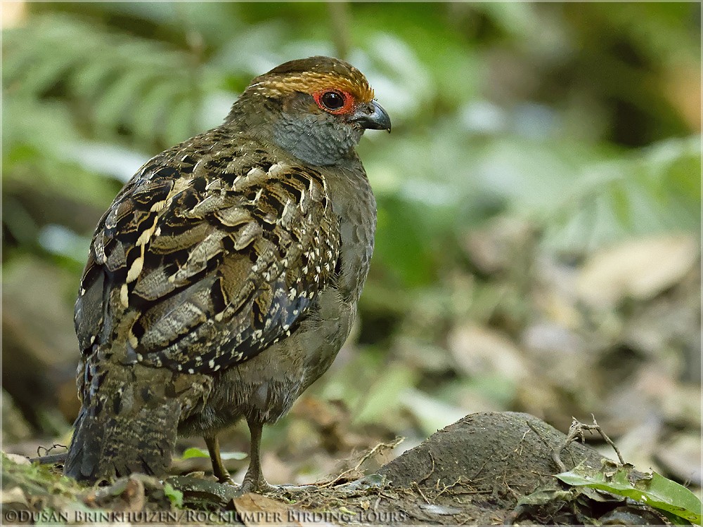 Spot-winged Wood-Quail - ML204890601