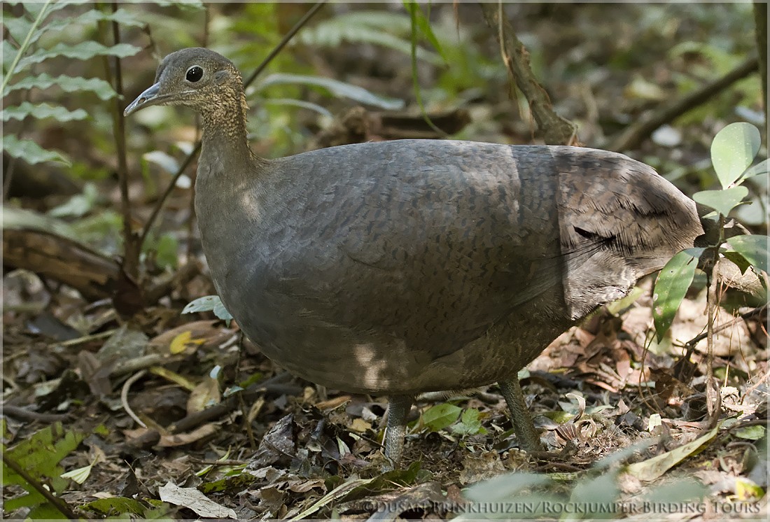 Solitary Tinamou - ML204890611