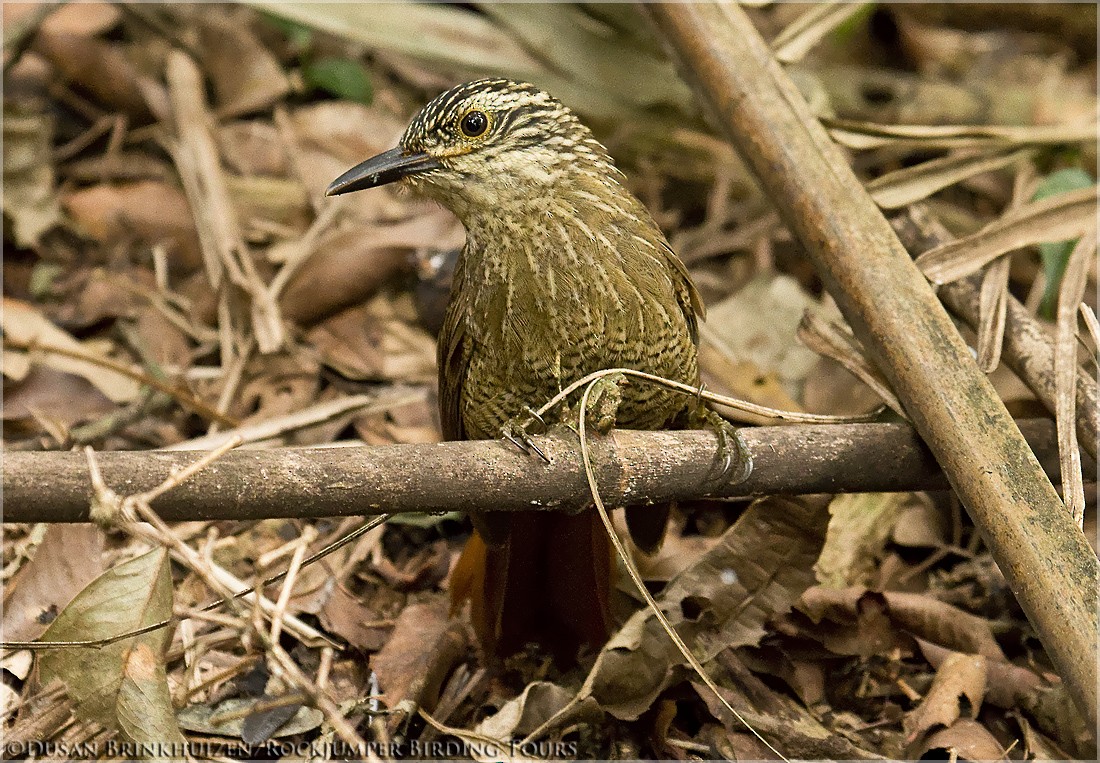 Planalto Woodcreeper - Dušan Brinkhuizen