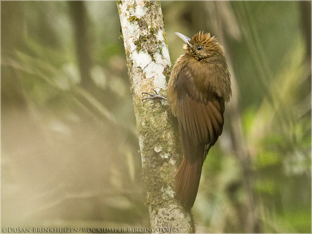 Plain-winged Woodcreeper (Plain-winged) - ML204890751
