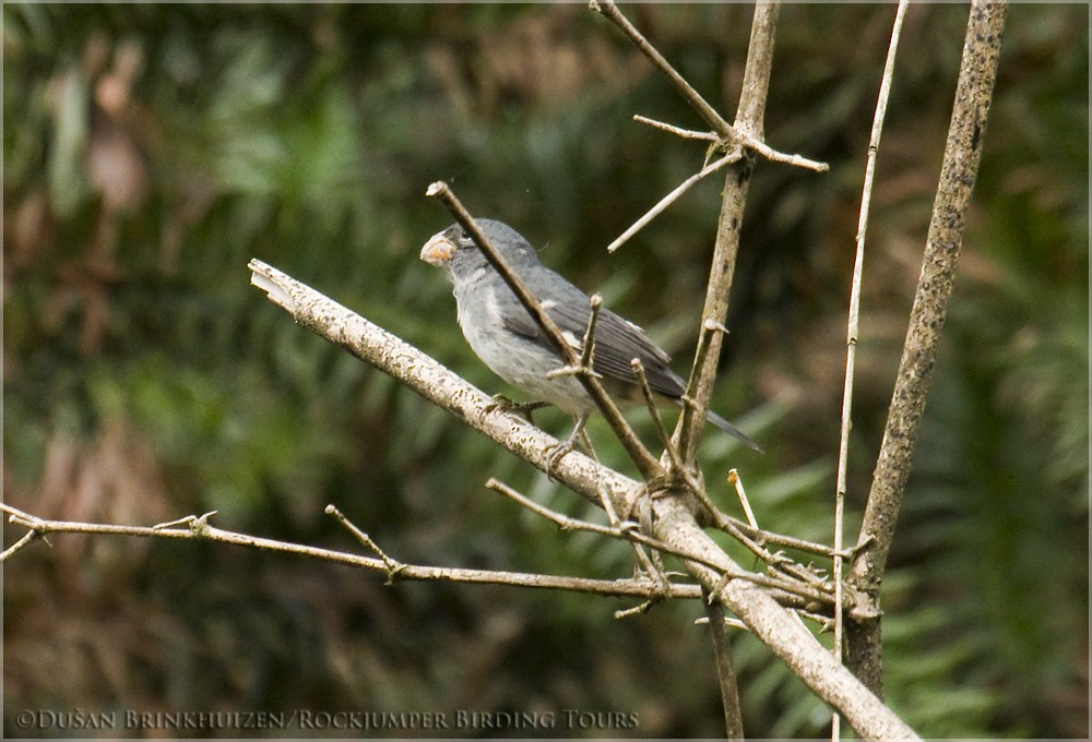 Temminck's Seedeater - Dušan Brinkhuizen