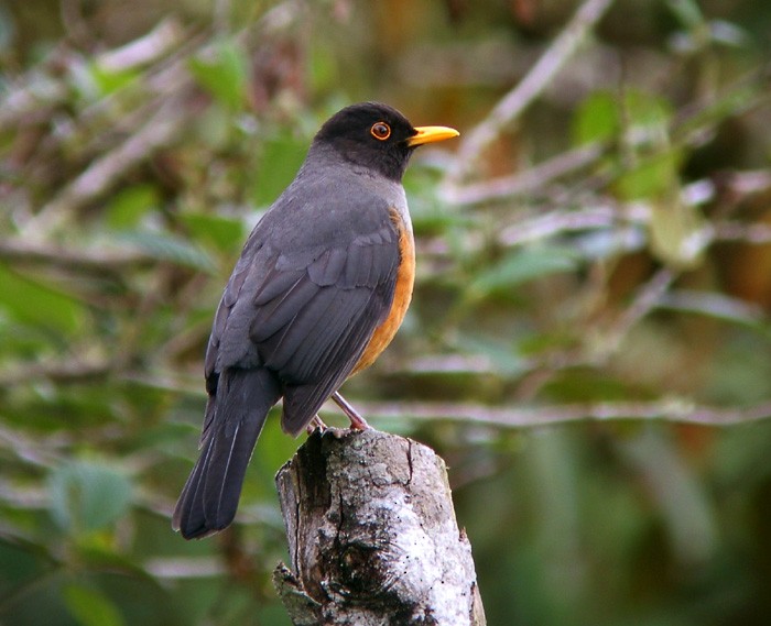 Chestnut-bellied Thrush - ML204890951