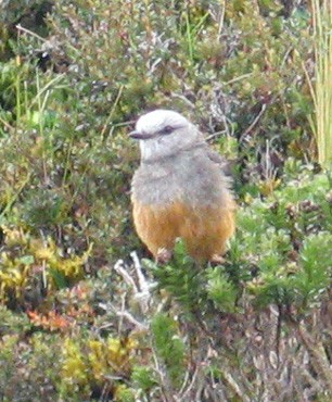 Red-rumped Bush-Tyrant - ML204891021