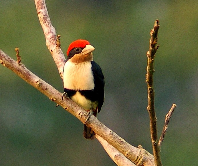 Black-girdled Barbet - Scott Olmstead